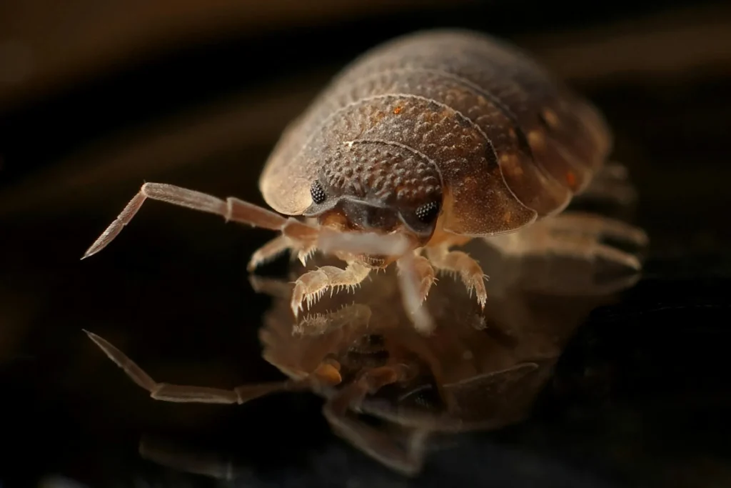 Bed-Bug-Treatment - Henrietta Pest Control Pros | Henrietta, NY | 585-460-8838